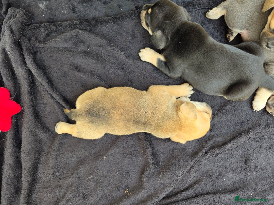 Mixed Breed dogs for sale: 3/4 frenchy 1/4 collie pups - Image 6