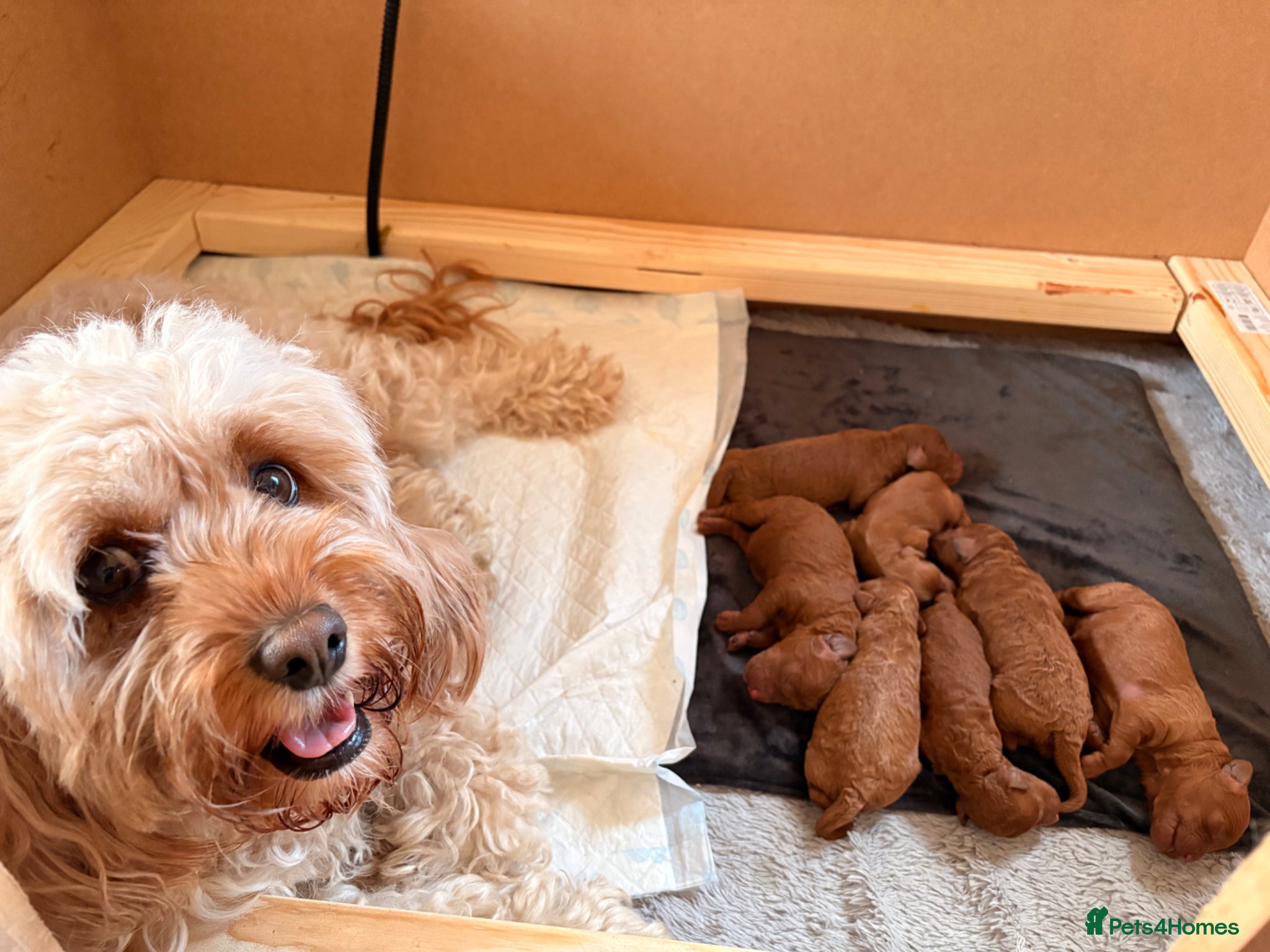 Cavapoo dogs Cavapoo puppies Fully Health Tested Fox Red  - Advert 2