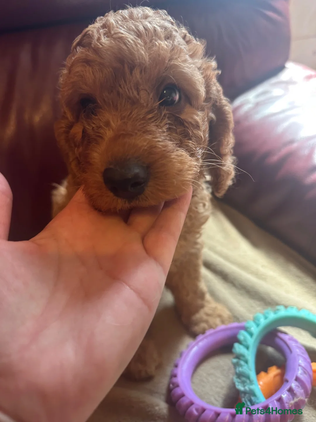 Cockapoo dogs for sale: Red Cockapoo - Advert 2