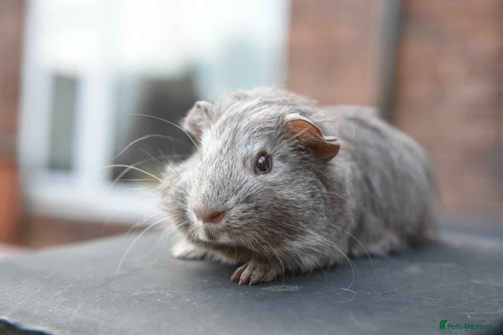 Guinea Pig rodents ⭐️ Baby Guinea Pigs Looking For New Homes⭐️ - Advert 2