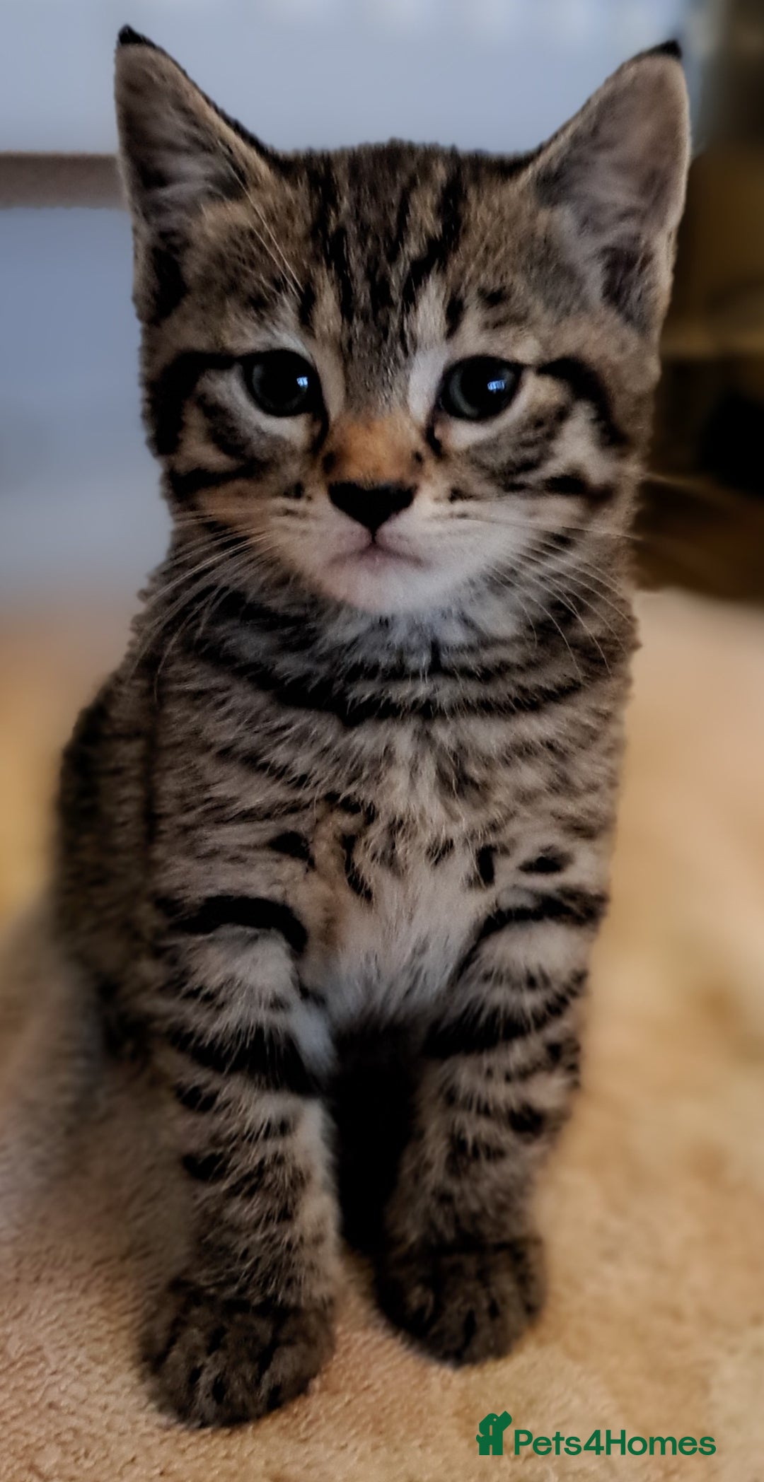 Mixed Breed cats for sale: Gorgeous Cross Kittens 🌟 - Advert 9