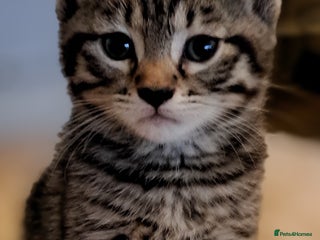 Mixed Breed cats Gorgeous Cross Kittens 🌟 - Advert 2