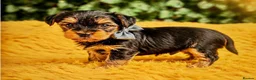 Yorkshire Terrier dogs for sale: Purebred Yorkshire Terrier Puppies Vaccinated  - Advert 26