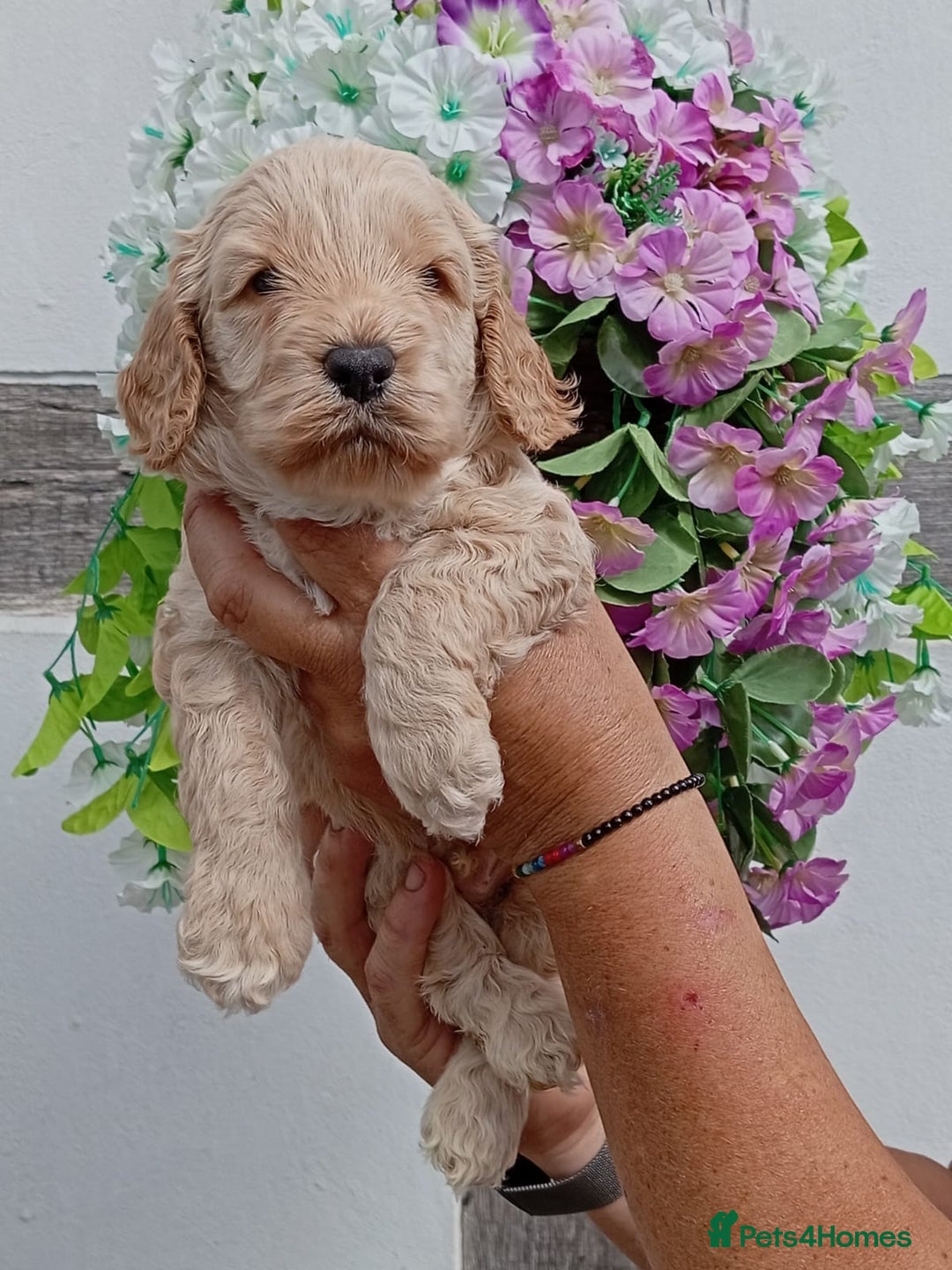 Cockapoo dogs for sale: 1 boys left apricot f1 DNA tested Cockerpoos  - Image 23