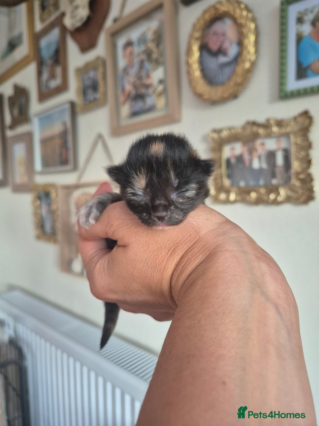 Mixed Breed cats for sale: Super friendly, fluffy kittens! 😻 - Image 4