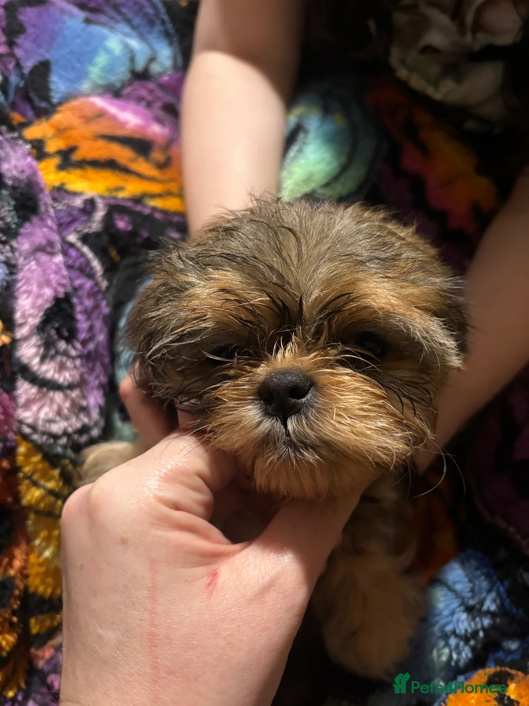 Shih Tzu dogs for sale: Adorable Puppies Looking for Their Forever Homes  - Advert 13