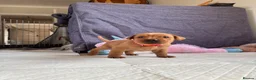 Labrador Retriever dogs for sale: Fox Red Labrador Puppies - Advert 4
