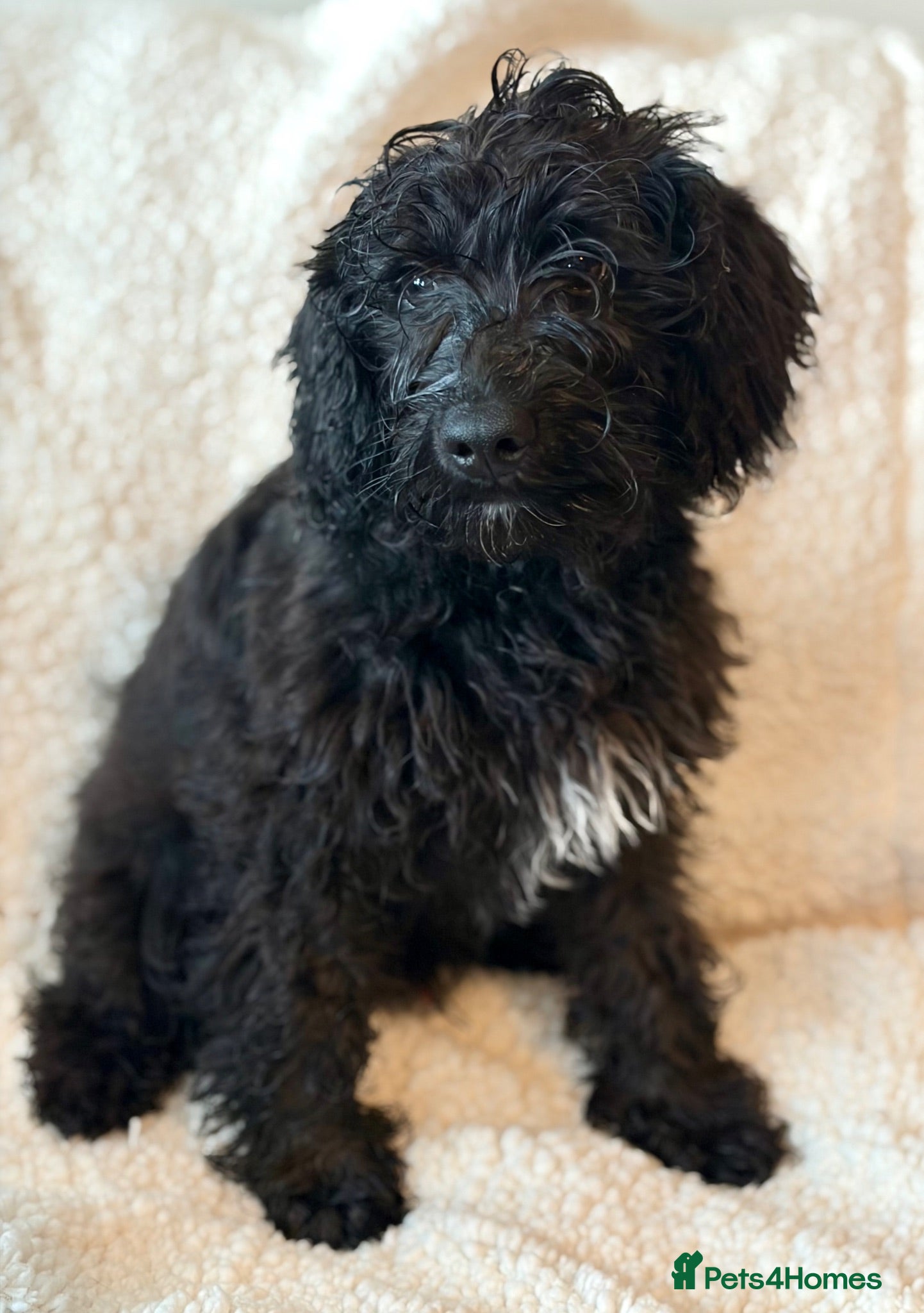 Schnoodle dogs ⭐️⭐️Ready Now - Miniature F1 Schnoodles ⭐️⭐️ - Advert 2