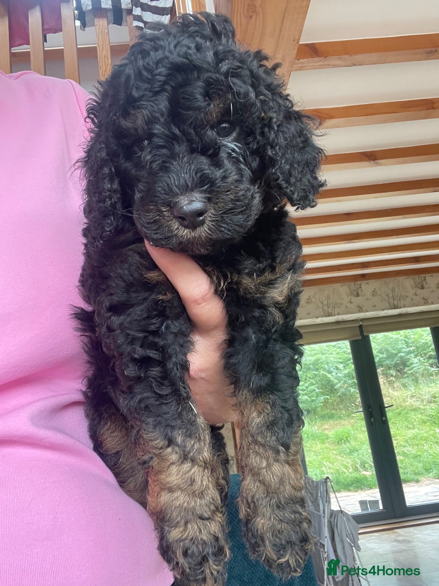 Toy Poodle dogs Beautiful litter of miniature poodles  - Advert 7