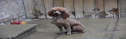 Miniature Poodle dogs for sale: 21 Months Old Male Miniature Poodle - Advert 4