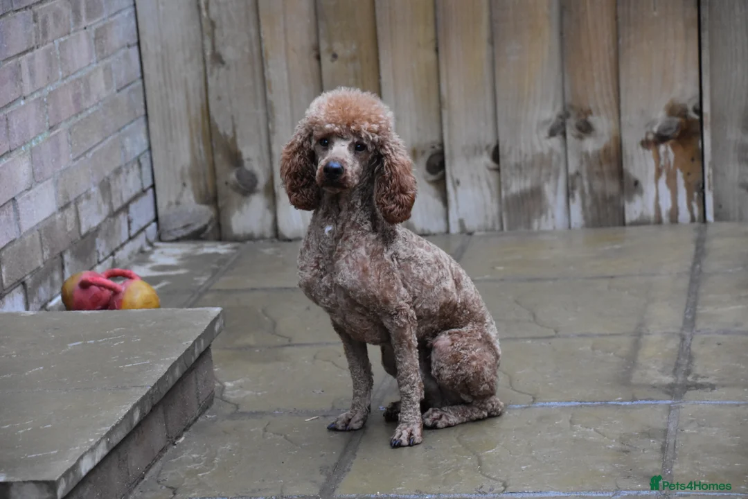 Miniature Poodle dogs for sale: 21 Months Old Male Miniature Poodle - Advert 4