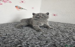 British Shorthair cats for sale: British Shorthair kittens  - Image 8