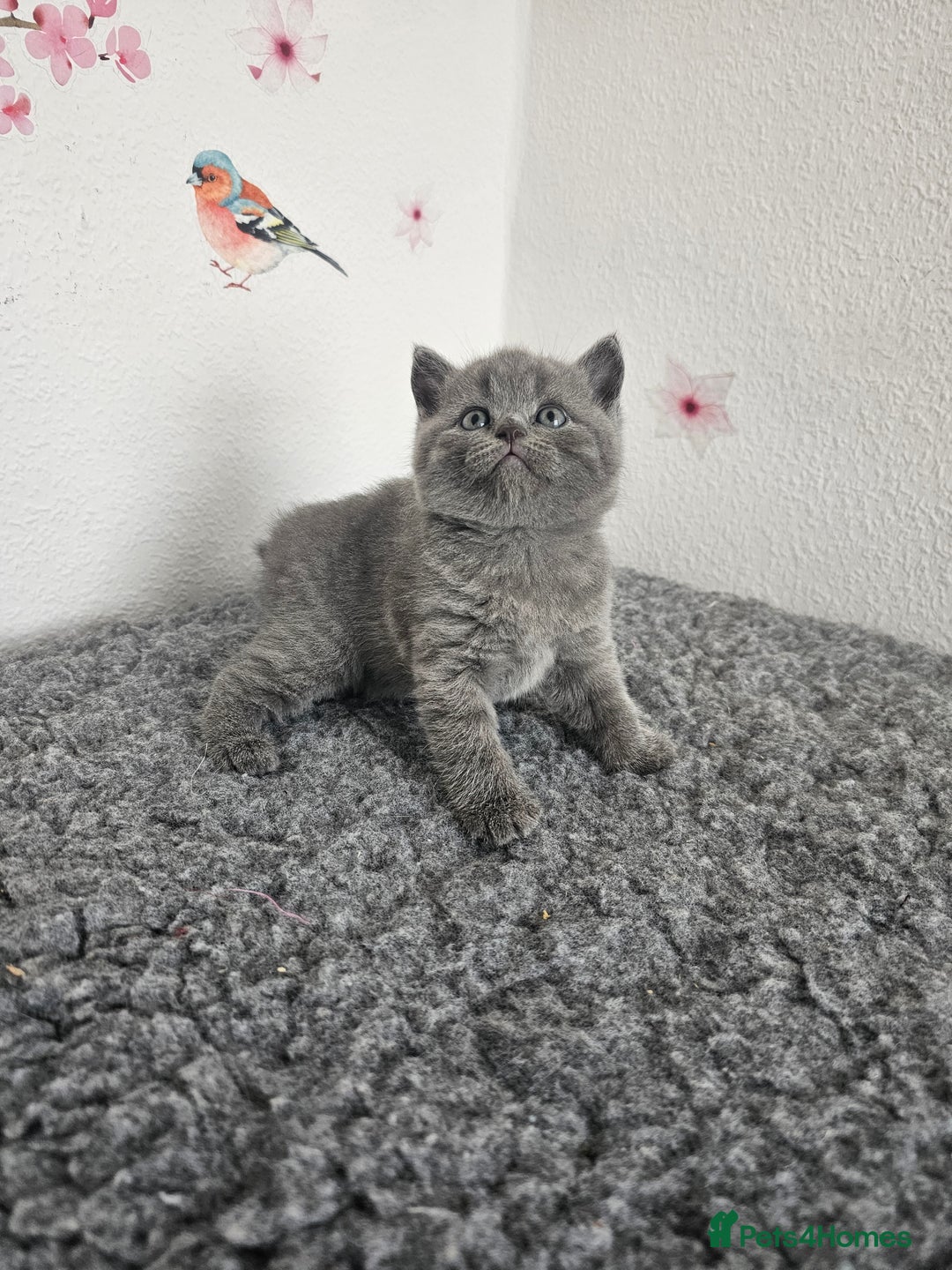 British Shorthair cats for sale: British Shorthair kittens  - Image 8