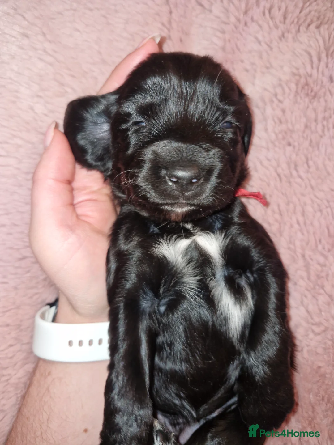Sproodle dogs for sale: Sproodle f1b puppies - Advert 34