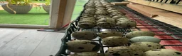 Mixed Breed birds for sale: Jumbo quail in Birmingham - Advert 5