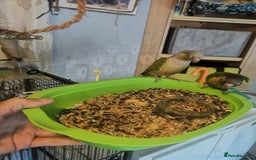 Conures birds for sale: 2 conures 1 silly tame 1semi tame  - Image 6