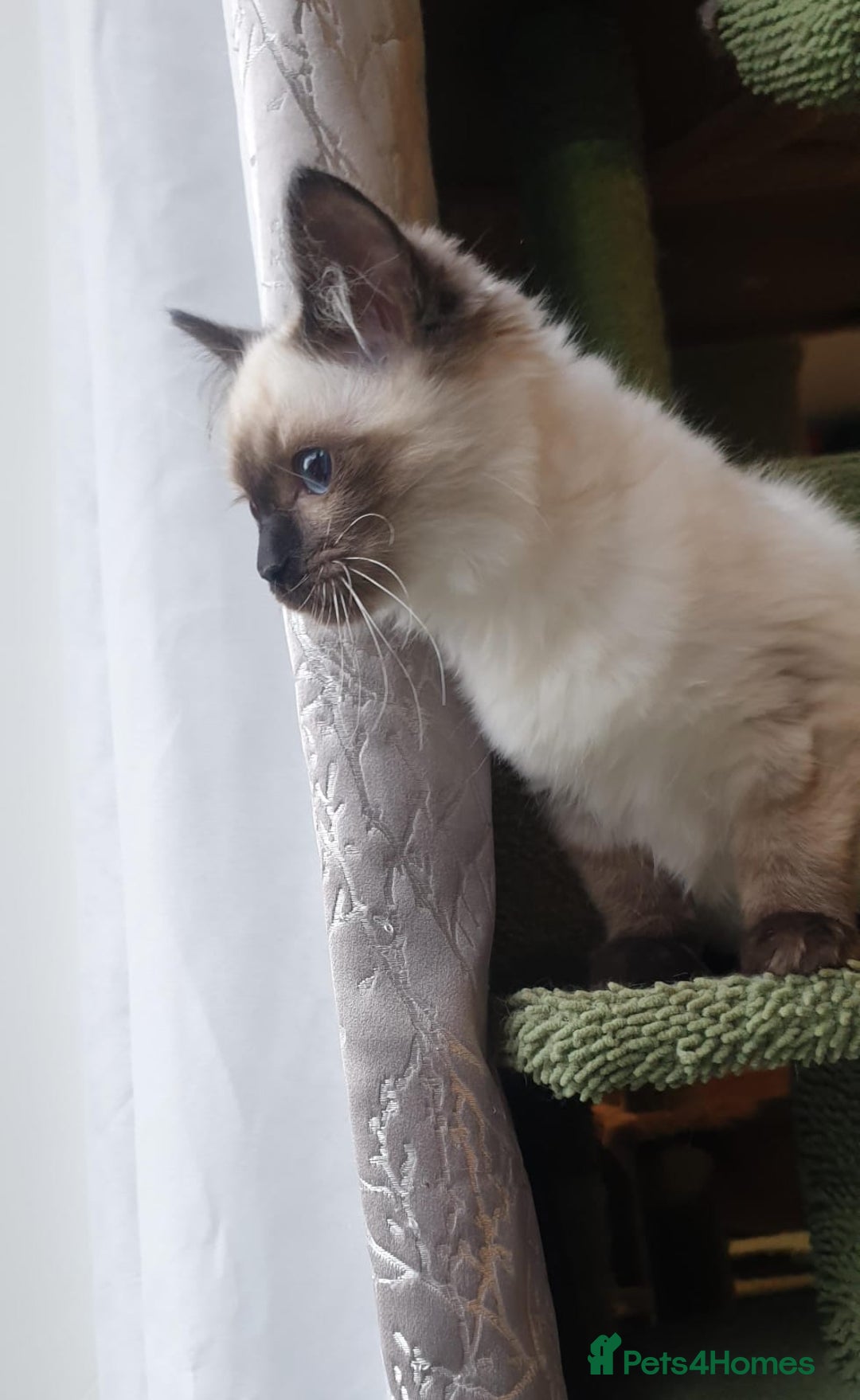 Ragdoll cats for sale: Beautiful GCCF Seal Point Kitten Available. - Advert 5