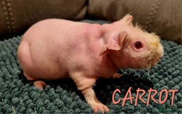 Guinea Pig rodents for sale: 3 Skinny/Werewolf Girls - Image 5