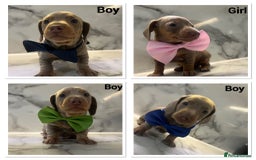 Dachshund dogs for sale: Dutch hound Puppys Miniature - Image 10