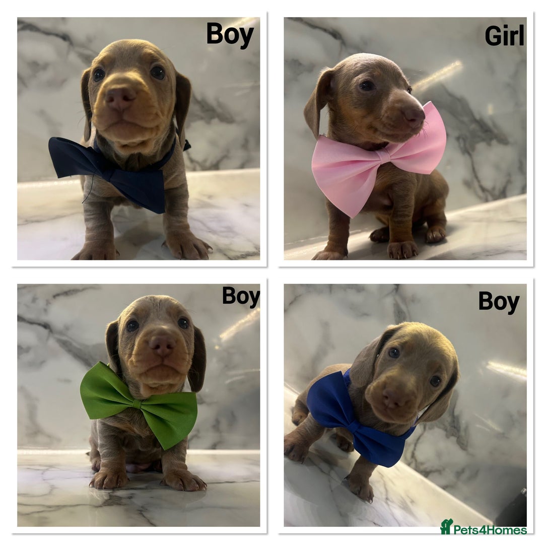 Dachshund dogs for sale: Dutch hound Puppys Miniature - Image 10
