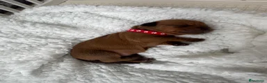 Mixed Breed 1