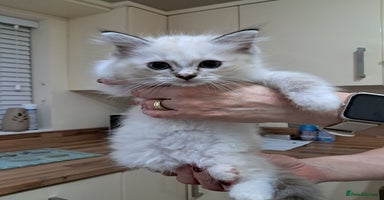 Ragdoll cats - Advert 9