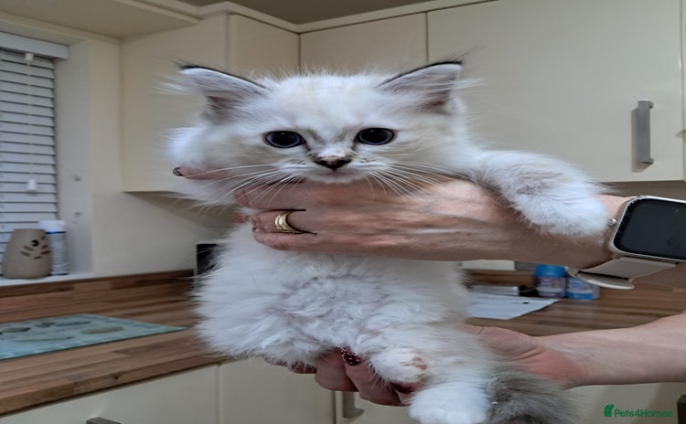 Ragdoll cats - Advert 1