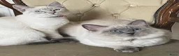 Ragdoll cats for sale: Exceptional Ragdoll Kittens  in Halifax - Advert 2