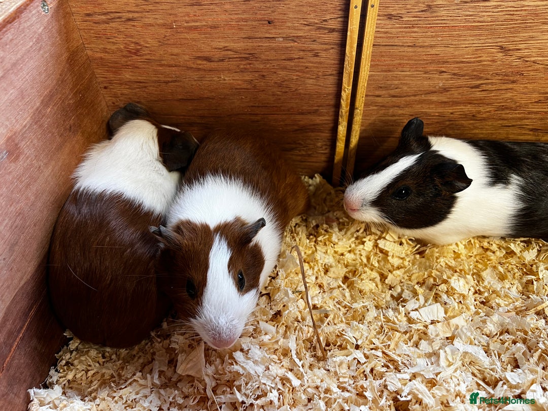 Guinea Pig rodents for sale: Bonded group of young boars - Image 6