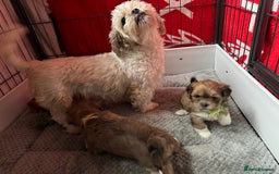 Lhasa Apso dogs for sale: Lhasa Apso Girl Pup - Image 4
