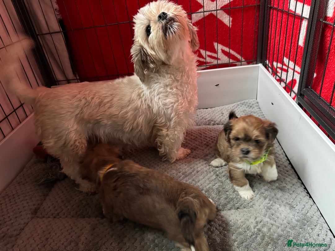 Lhasa Apso dogs for sale: Lhasa Apso Girl Pup - Image 4