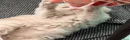 British Shorthair cats for sale: 🐾 GCCF Registered BSH / BLH Kittens 🐾 - Advert 9