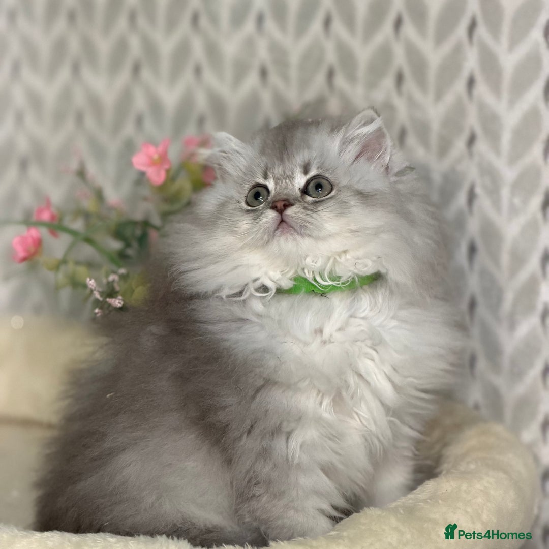 British Longhair cats for sale: British Longhair/Shorthair kittens TICA - Advert 14