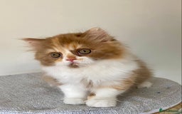 British Longhair cats for sale: Champion line kittens - Image 17