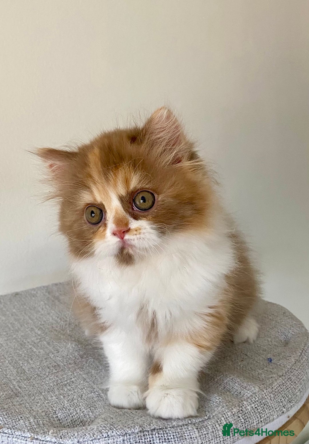 British Longhair cats for sale: Champion line kittens - Image 17