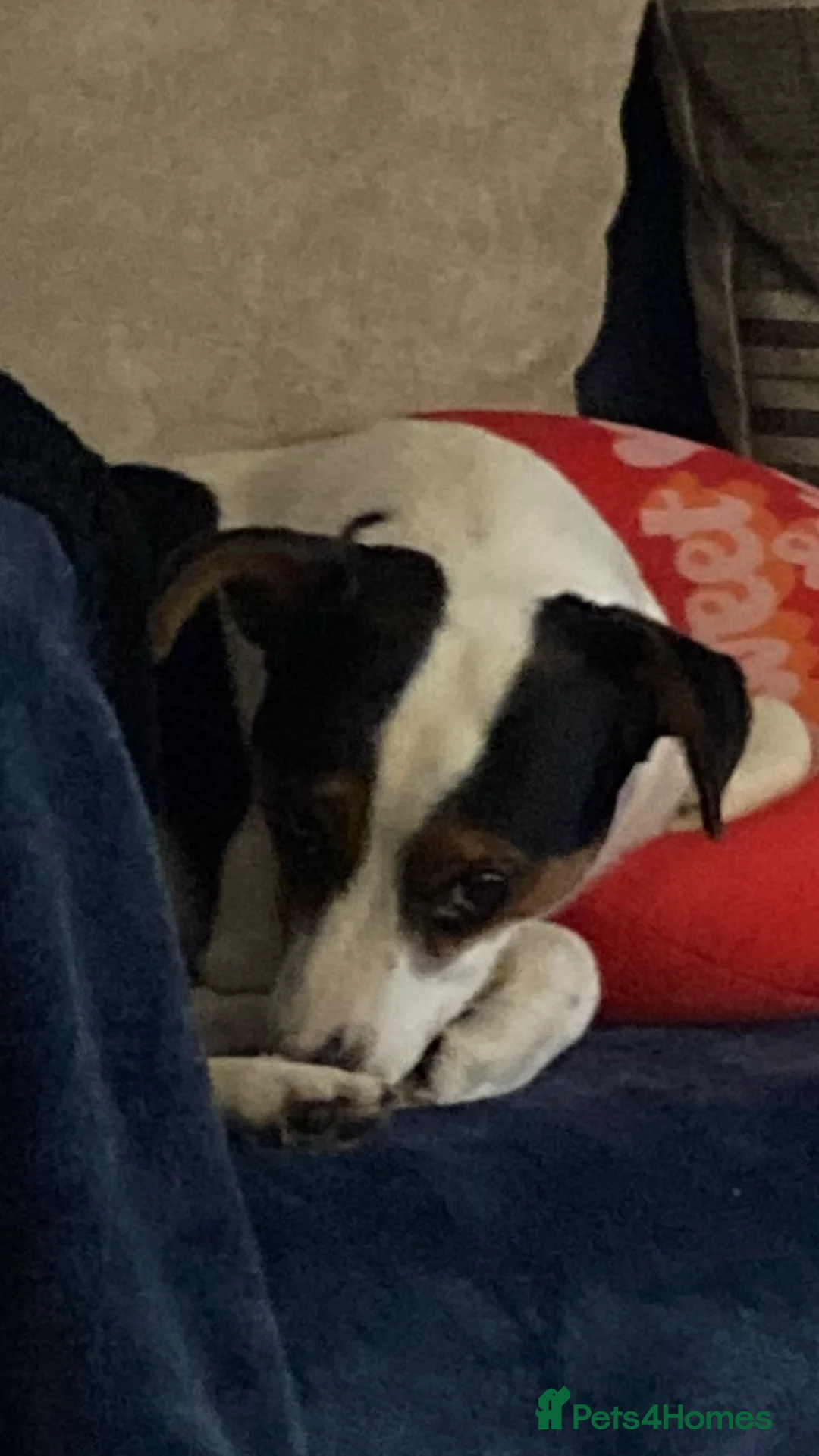 Jack Russell dogs for stud: Very handsome Jack Russell for stud in London - Advert 4