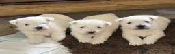 West Highland Terrier dogs for sale: Stunning Westhighland Terriers in Hereford - Advert 2