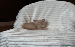 British Shorthair cats for sale: OUTSTANDING GCCF + HEALTH TESTED BSH + BLH KITTENS - Image 37