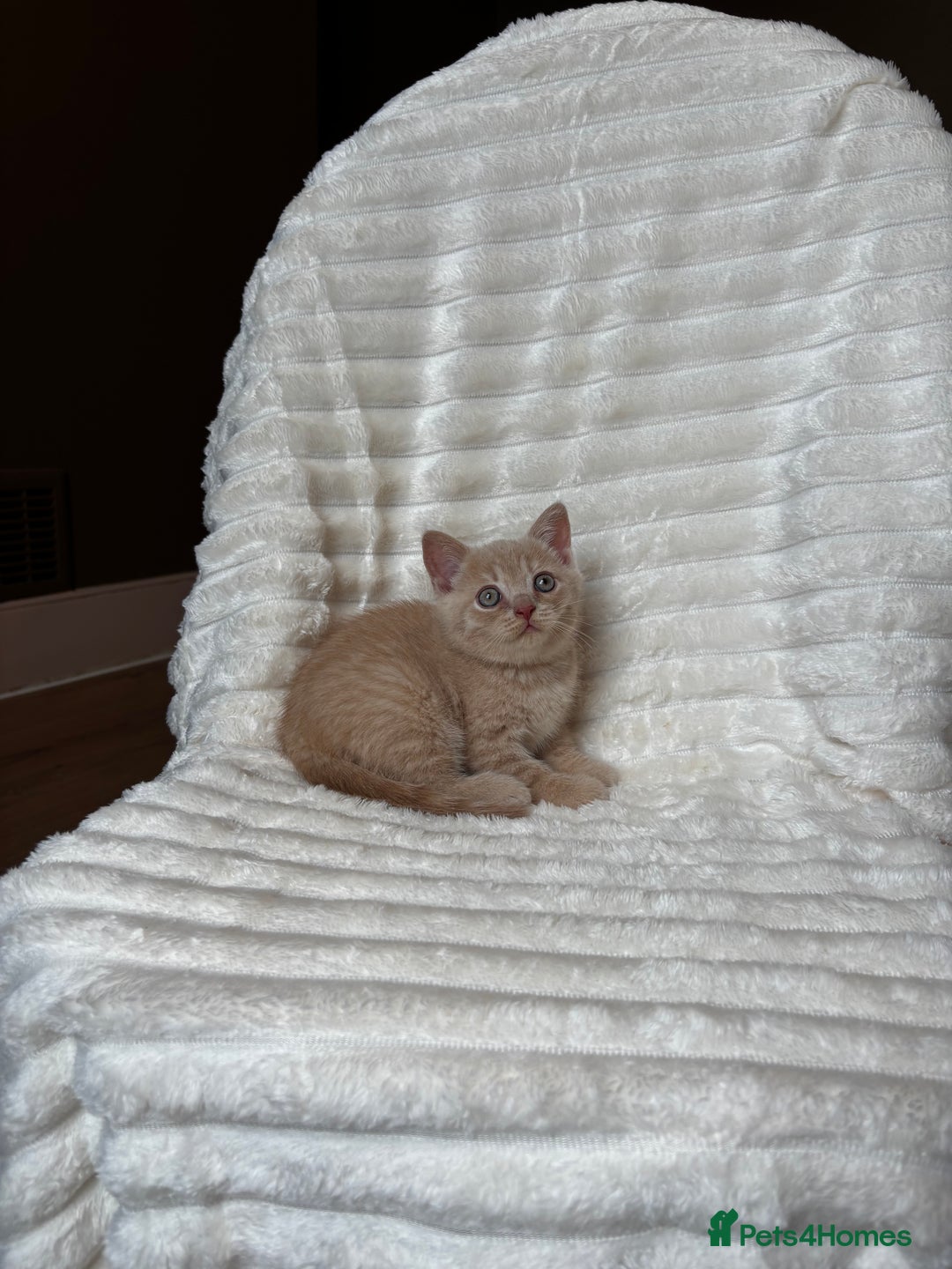 British Shorthair cats for sale: OUTSTANDING GCCF + HEALTH TESTED BSH + BLH KITTENS - Image 37