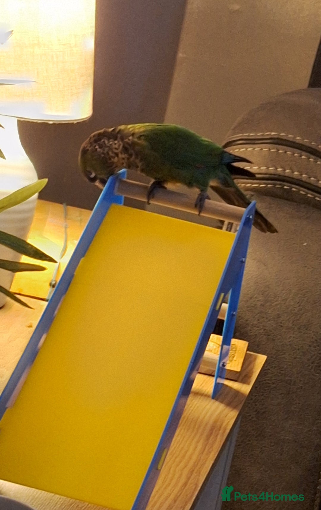 Parrots birds for sale: 2 Green Cheek Conures & cage - Advert 10