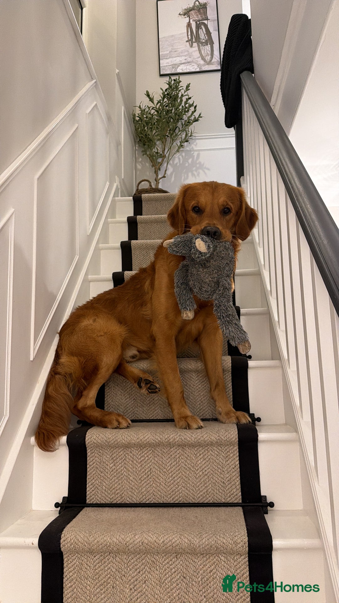 Golden Retriever dogs for stud: STUD Red Colour Golden Retriever  in Southampton - Image 2