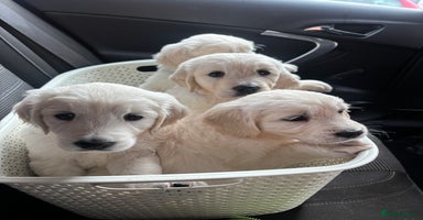 Golden Retriever dogs - Advert 13