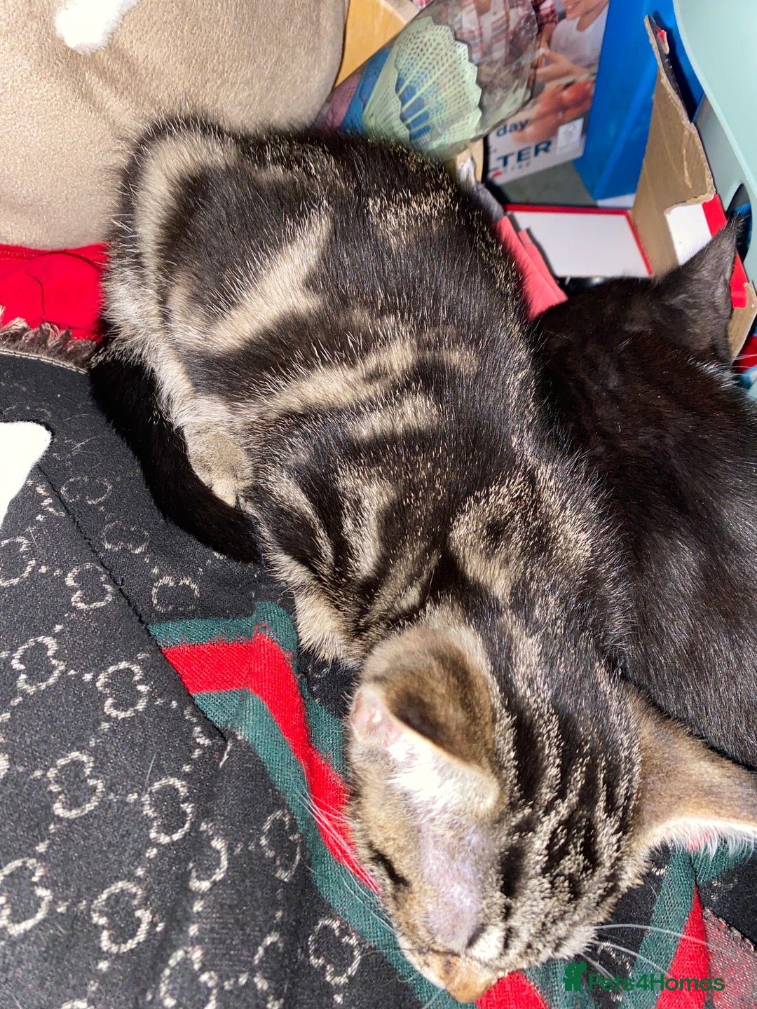 Mixed Breed cats for sale: Mixed breed kittens - Image 13