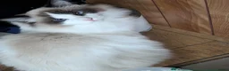 Ragdoll cats for sale: Ragdoll kittens  in Doncaster - Advert 15