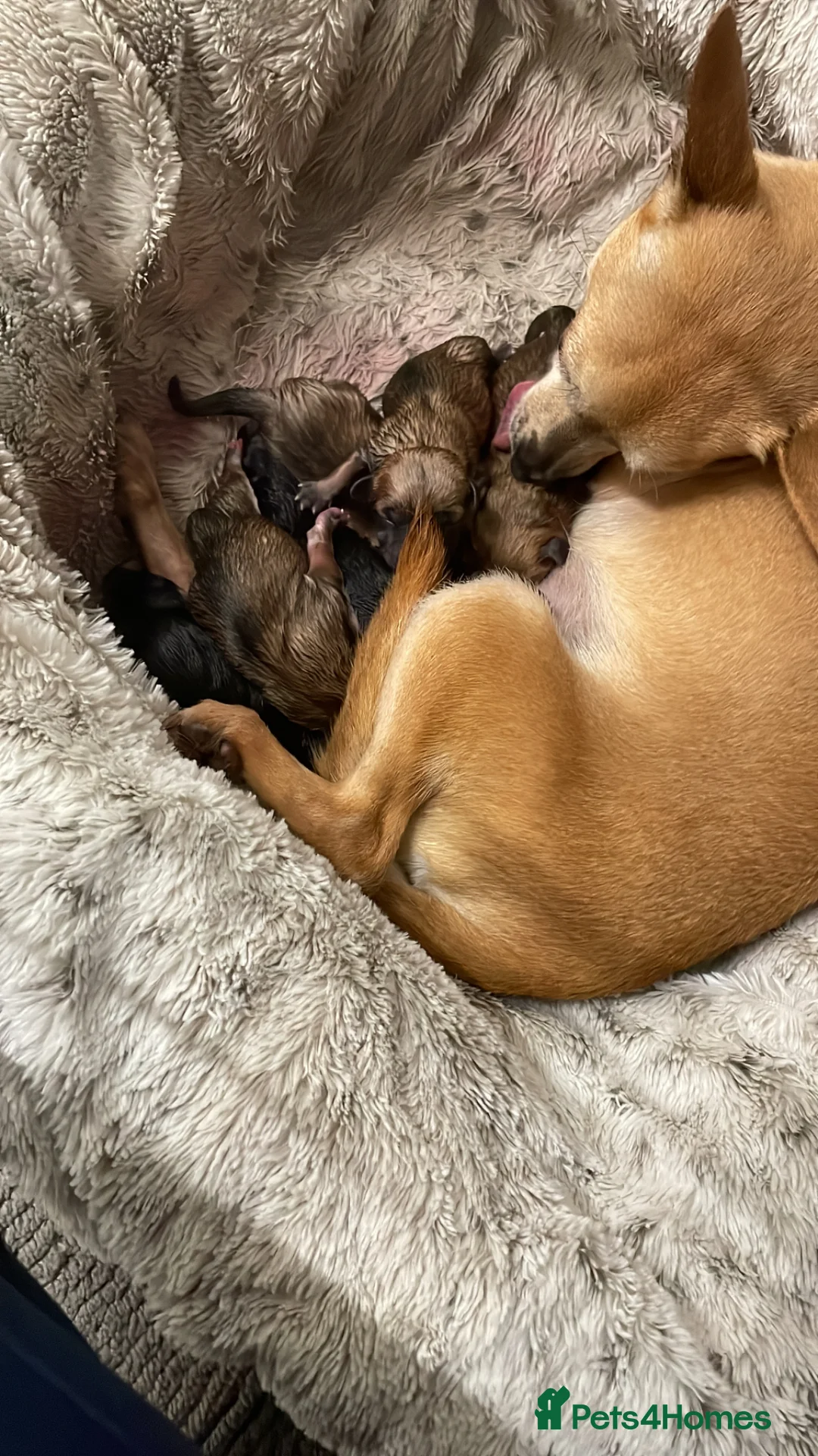 Jack Chi dogs for sale: Chihuahuas X puppies in Sittingbourne - Advert 9
