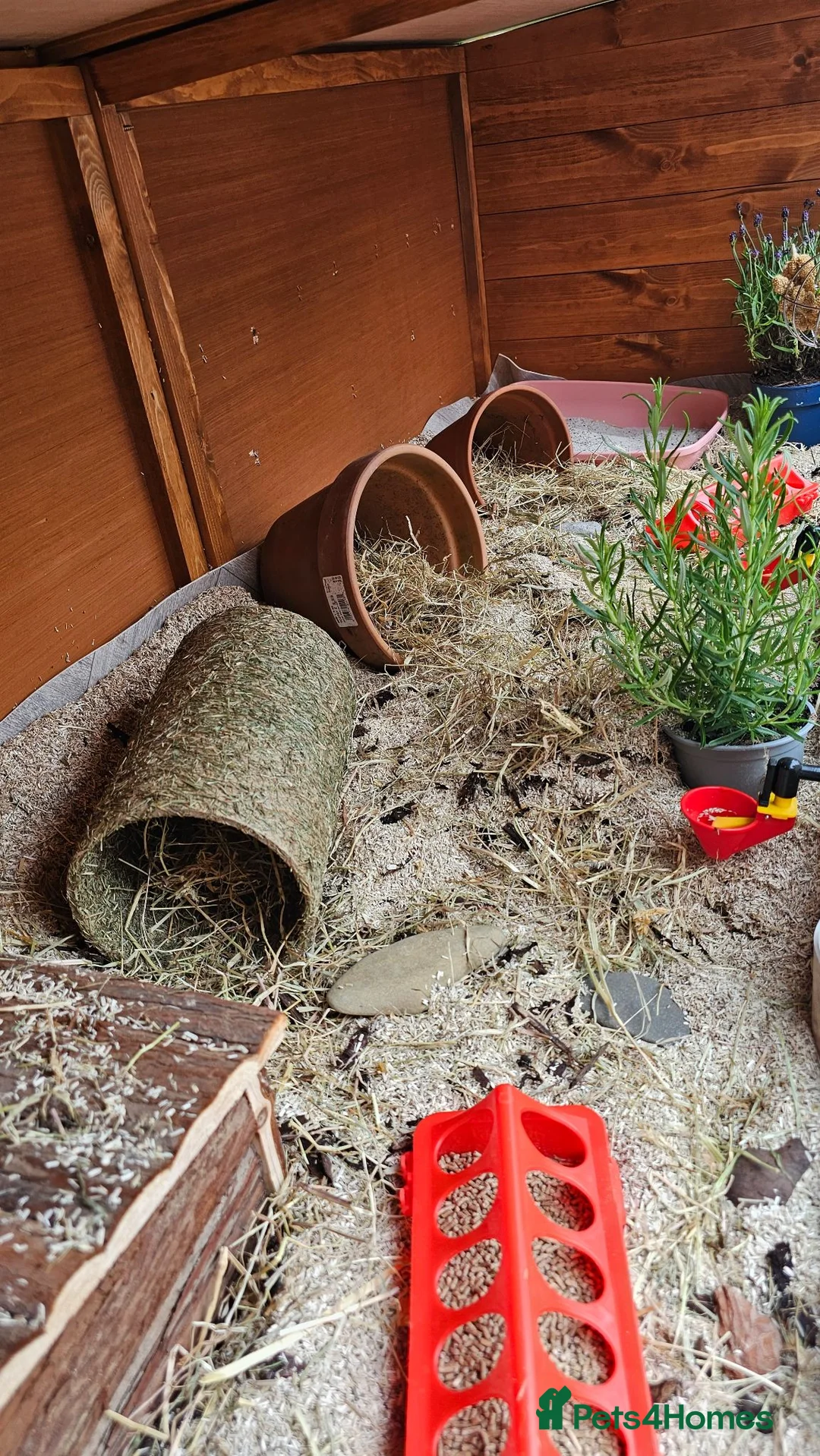 Quail poultry for sale: 6 female quails and hutch in Nottingham - Advert 2