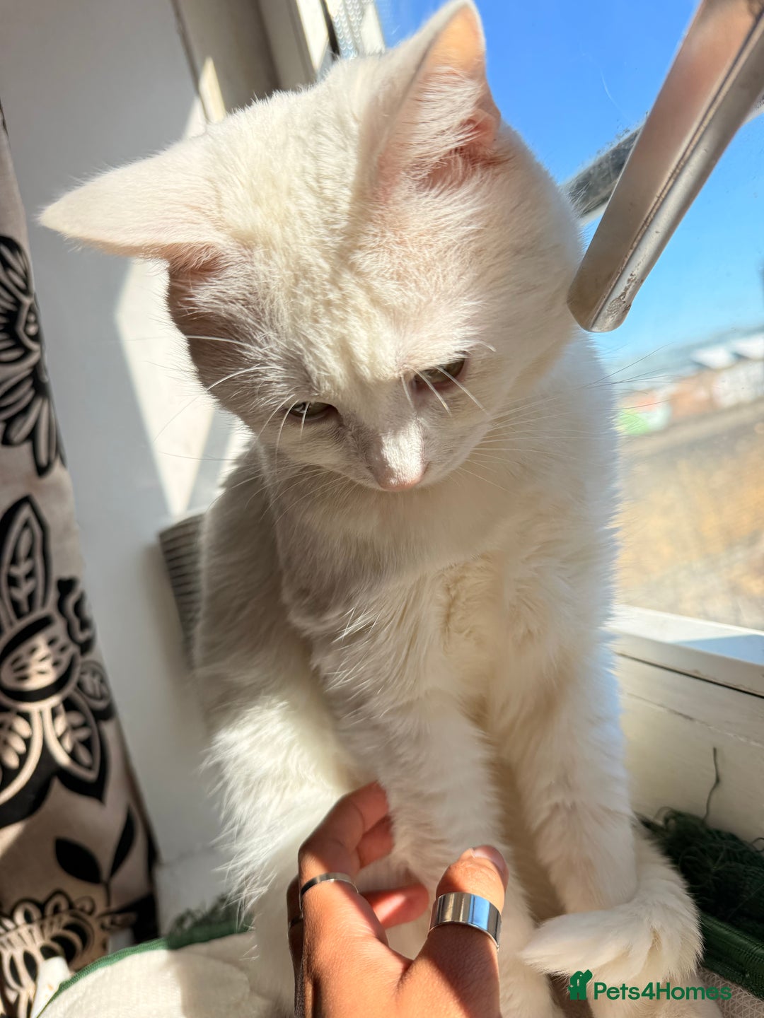 Turkish Angora cats for sale: Meet Niko  White Turkish Angora Very Affectionate  - Image 6
