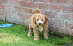 Cockapoo dogs for sale: Beautiful Cockapoo puppies for sale - Image 27