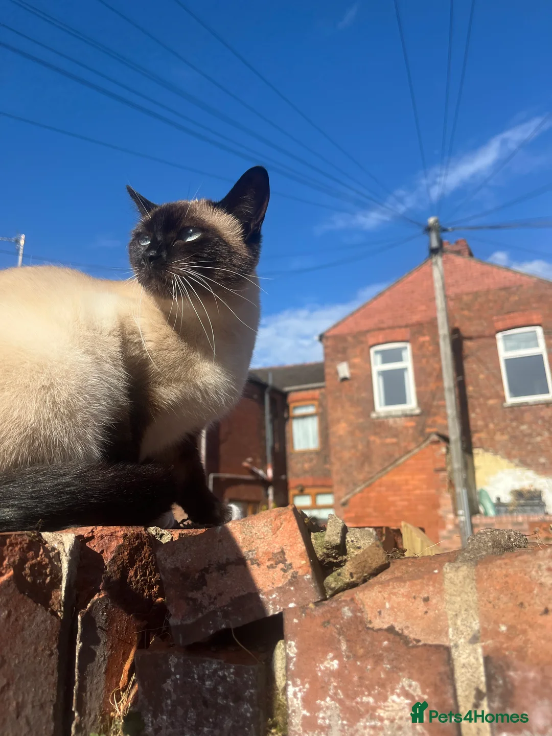 Siamese cats for sale: Siamese Pedigree Feline 1years old - Advert 2