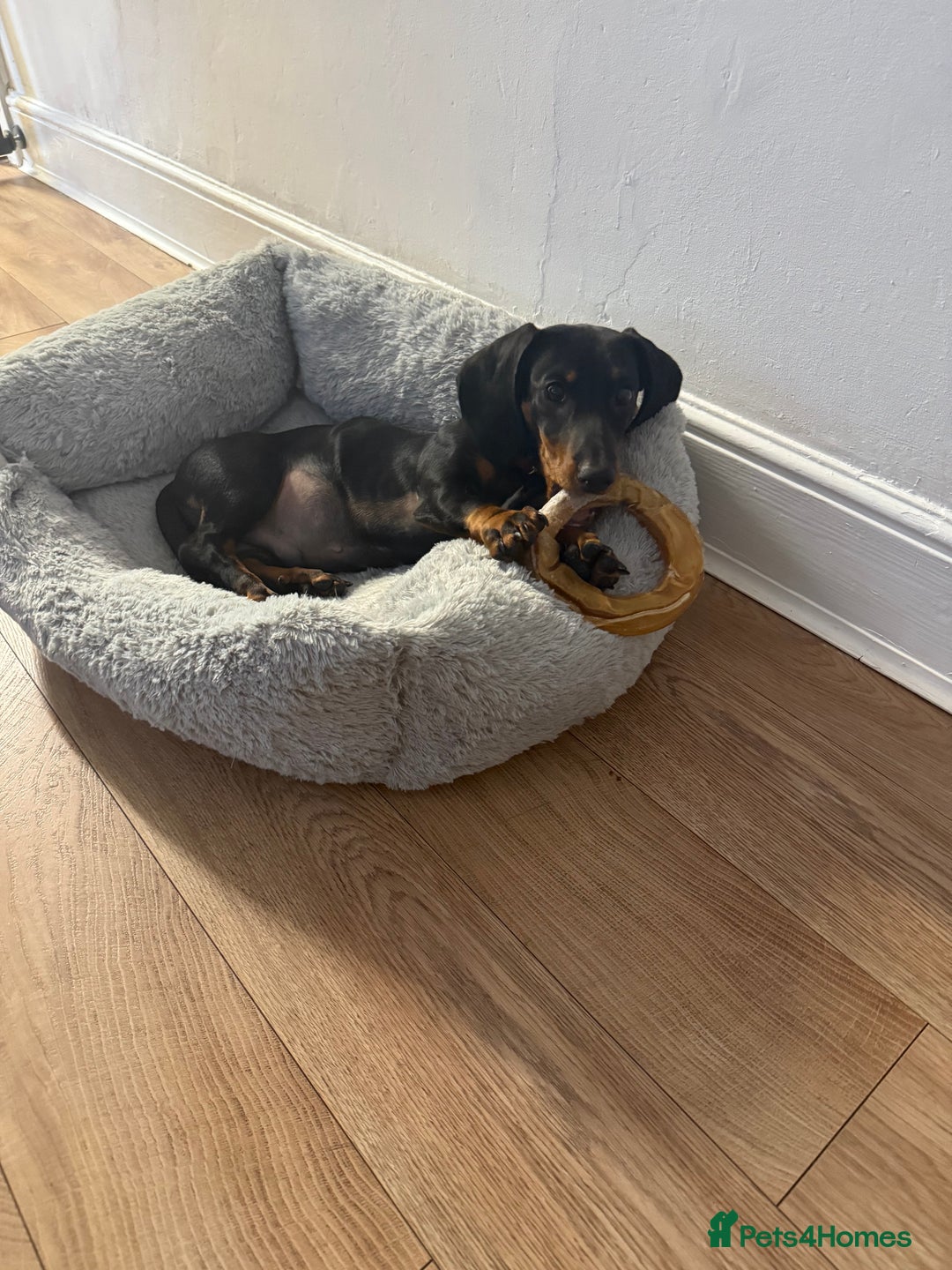 Dachshund dogs for sale: Dachshund Puppy for Sale - Image 1